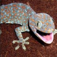 Geckoleon