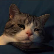 秋风怎知落叶寒