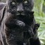 Black Jaguar