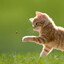 softpawprotocol