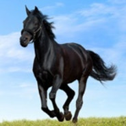Hamilo