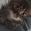 kuki