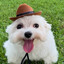 DoggyDogWorld