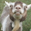 卍goat卍