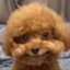DogEaterMari