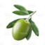 Unevolved Olive