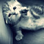 sillycatslover