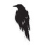 Blackbird