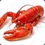 Lobster111
