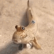 The Mudskipper