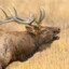 Professional_Elk