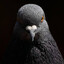 pigeon