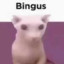 Bingus