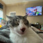 My Cat