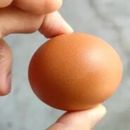 普通鸡蛋