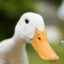 Suckmyduck