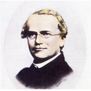 AAApea wholesale Mendel