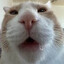Gurt : Yo