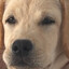 Odie