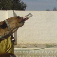 Mulda