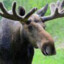 An Ordinary Moose