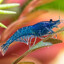 Shrimp Skrimpin