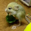 pygmy jerboa
