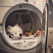 何事秋风悲画扇