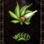 ♥WeeeD♥