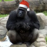 KingResi(ⱤėȿȊȿɫȩИțᶍ)