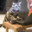 Felino da Net