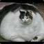 HD | The Fat Cat™