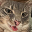 kitty