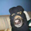 Cachorro Ladrão