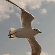 去码头整点薯条