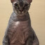 Avatar of player Дыня кучерявая