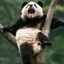 Panda Łukasz