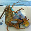 lobsterz