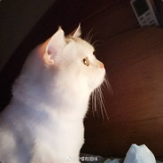 被风吹起的棉花糖