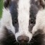 Badger