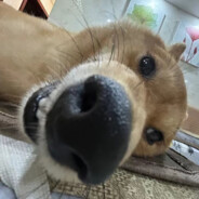 传奇神肘佐巴杨机长