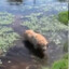 собака на болоте