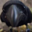 crow