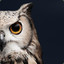 SnowyOwl45
