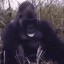 Gorilla looking for banana