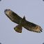 Buzzard