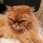 AlexSync - steam id 76561198279778842