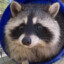 a pretty raccoon