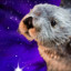 GalacticOtter