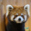 Red Panda